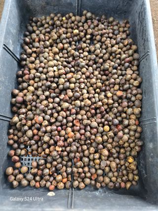 약초원 김종군님의 자유주제 · 자유게시판 작성글 사진