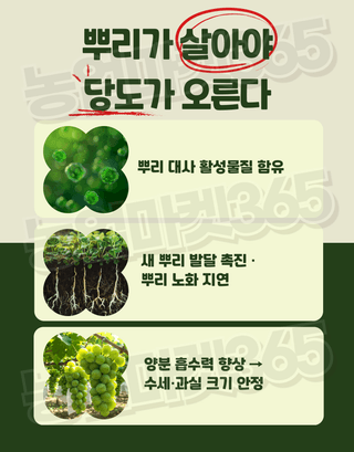 농업마켓365님의 작성글 사진