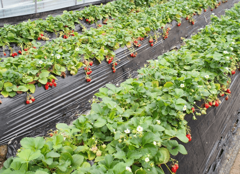 스피드번님의 장터 판매 상품 [킹스베리 ] 첨부 사진