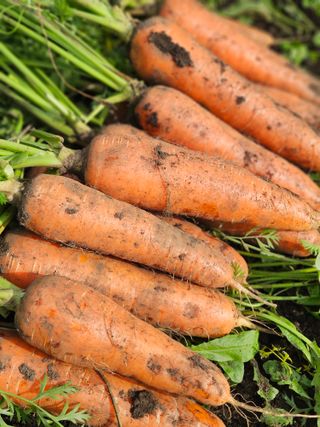 평대돌담농장님의 자유주제 · 자유게시판 작성글 사진