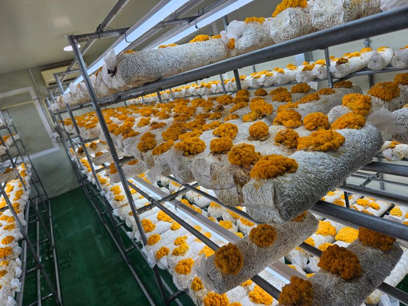 행운아님의 장터 판매 상품 [황금버섯  1kg] 첨부 사진