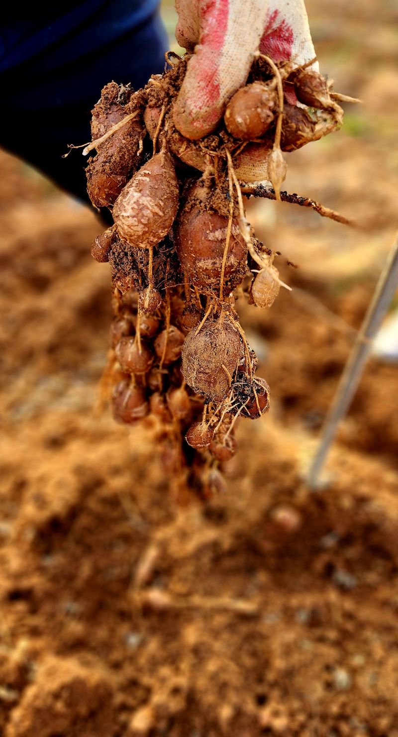 매실31872님의 장터 판매 상품 [혈관에 좋은 인디언감자 3kg] 첨부 사진