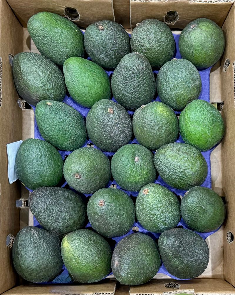 농부손녀님의 장터 판매 상품 [숲속의 버터 아보카도 2kg 4kg] 첨부 사진