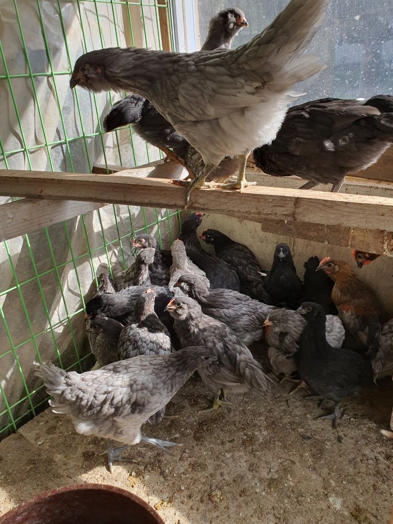 김영복님의 장터 판매 상품 [청계닭 ] 첨부 사진