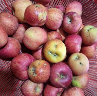 호랑이와인성이님의 작성글 사진