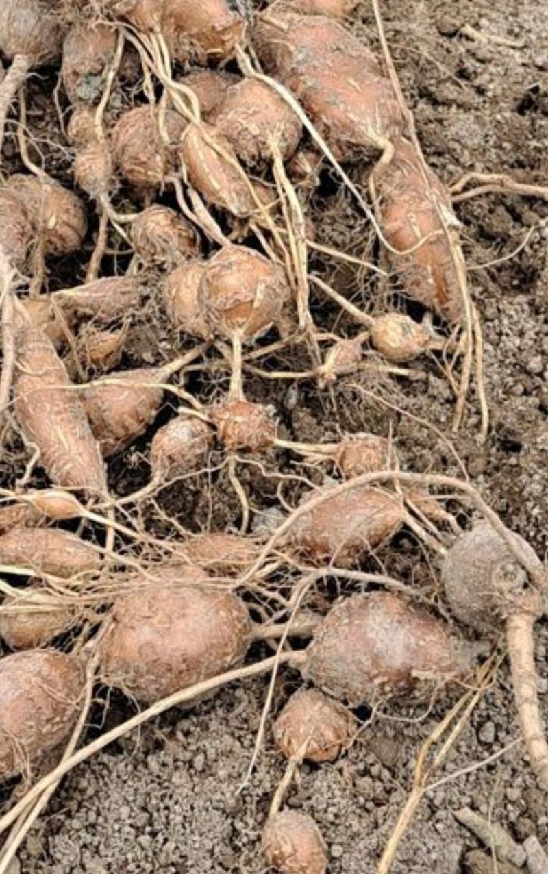 장터 상품 [아피오스(인디언감자)1kg] 썸네일