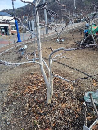 김용대님의 자유주제 · 자유게시판 작성글 사진