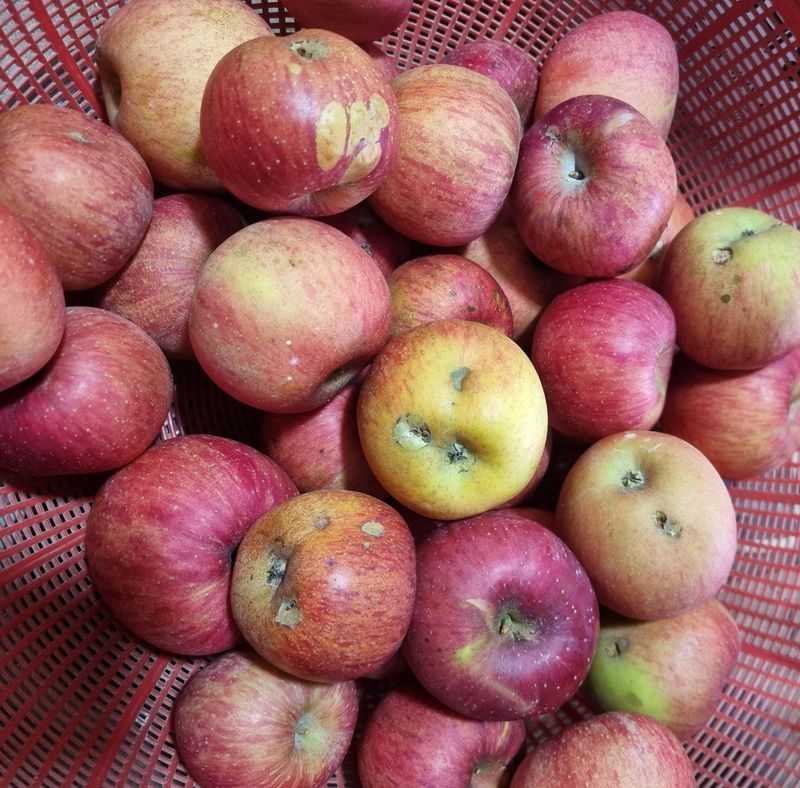 호랑이와인성이님의 장터 판매 상품 [봉화부사  10kg(특가판매)] 첨부 사진