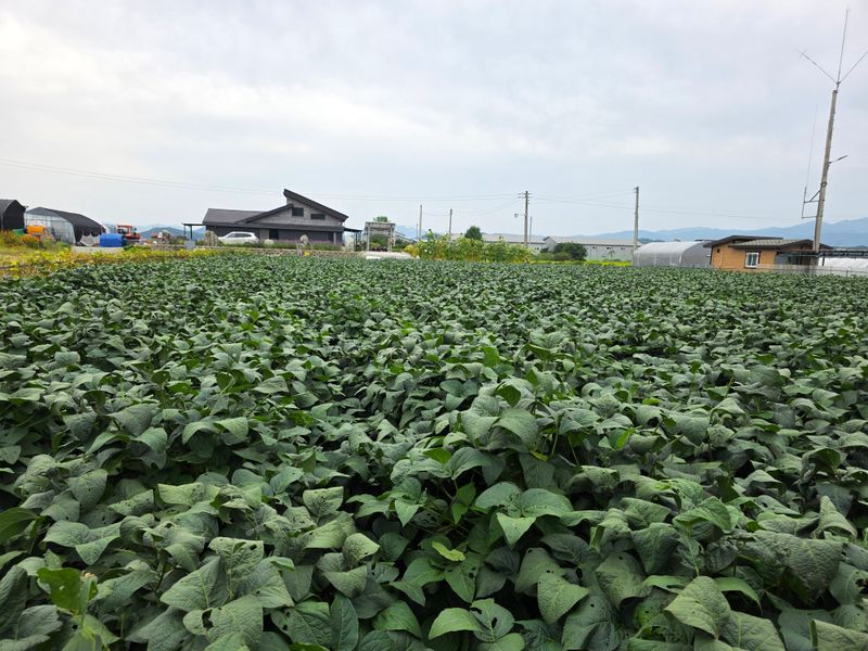 아침못자연농원님의 장터 판매 상품 [2025년산 새바람속청서리태 1kg ] 첨부 사진