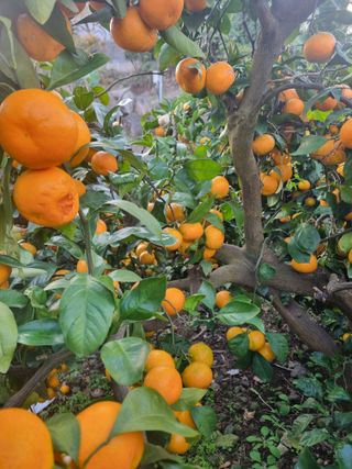 부금리(금강농원)님의 자유주제 · 자유게시판 작성글 사진