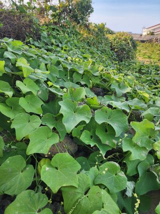 제주부자팜님의 자유주제 · 자유게시판 작성글 사진