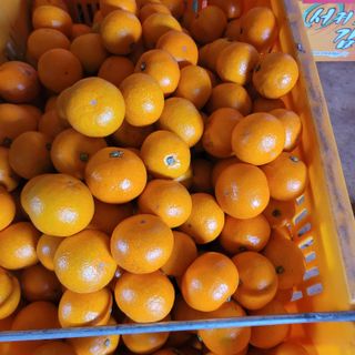 서귀포달코롬감귤농원님의 자유주제 · 자유게시판 작성글 사진