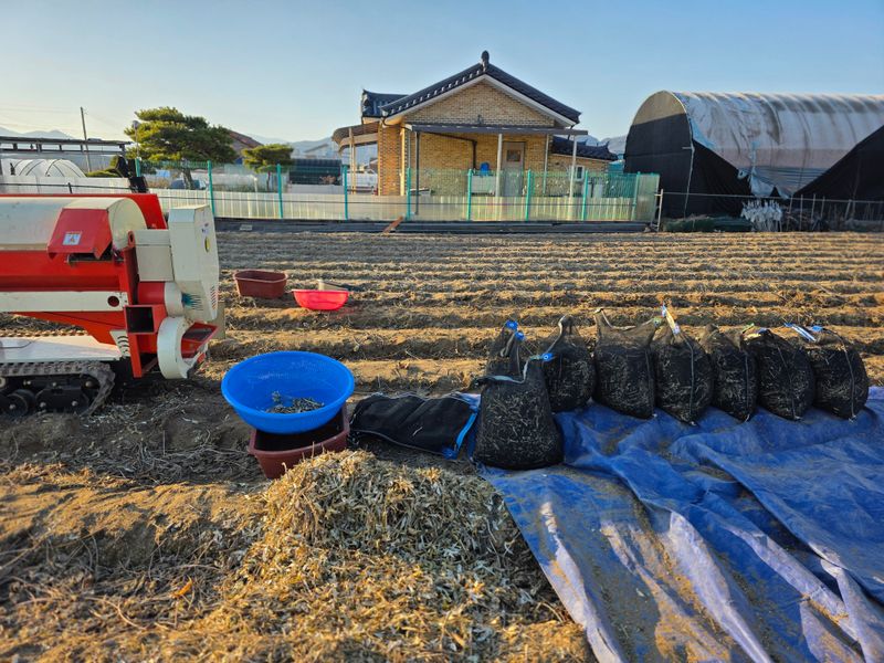 아침못자연농원님의 장터 판매 상품 [2025년산 새바람속청서리태 1kg ] 첨부 사진