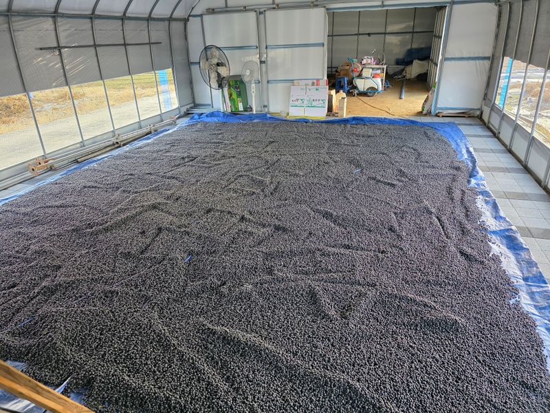 아침못자연농원님의 장터 판매 상품 [2025년산 새바람속청서리태 1kg ] 첨부 사진