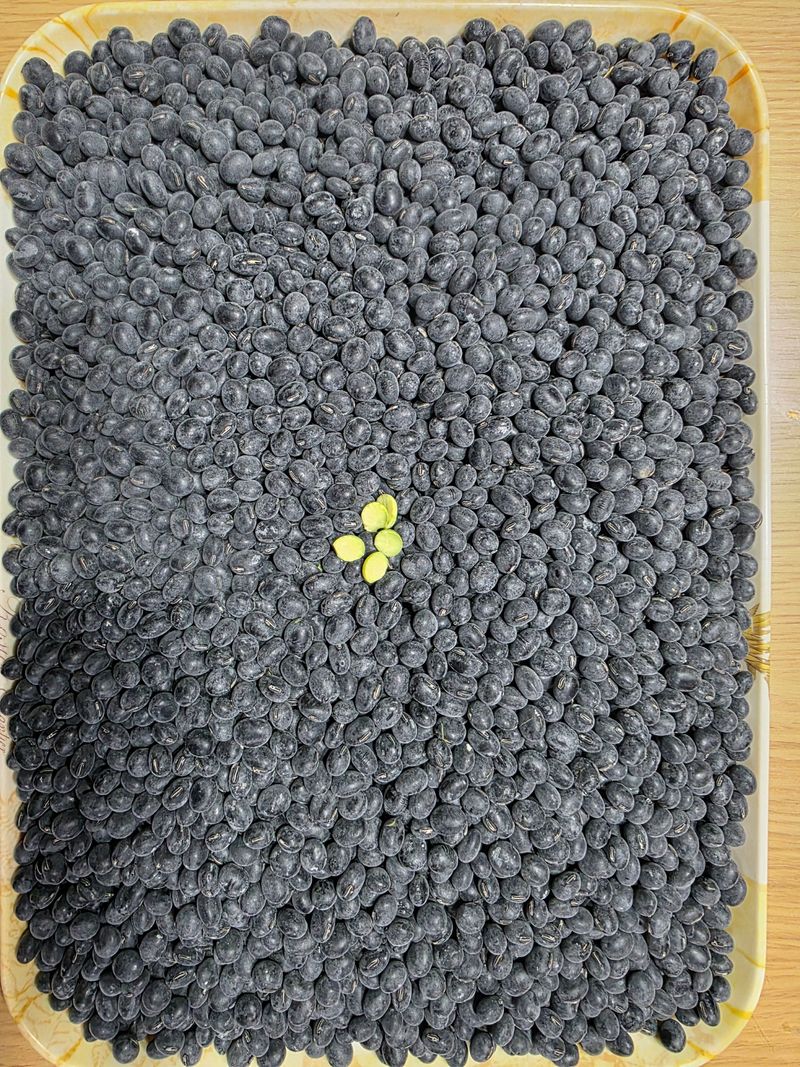 장터 상품 [2025년산 새바람속청서리태 1kg ] 썸네일