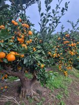 부금리(금강농원)님의 자유주제·자유게시판 작성글 사진