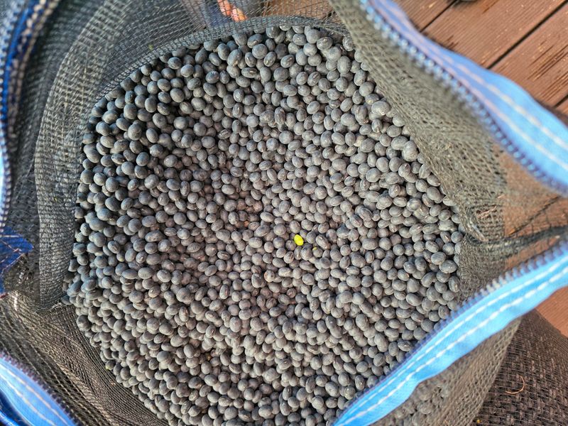 아침못자연농원님의 장터 판매 상품 [2025년산 새바람속청서리태 1kg ] 첨부 사진