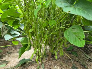 아침못자연농원님의 작성글 사진