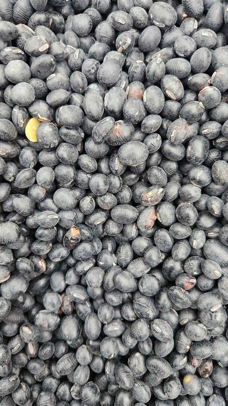 한정수님의 장터 판매 상품 [25년산 햇 서리태청자5호요] 첨부 사진