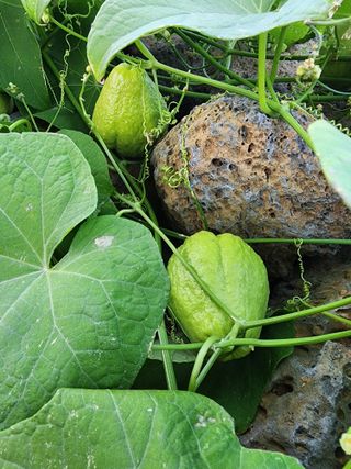 제주부자팜님의 자유주제 · 자유게시판 작성글 사진