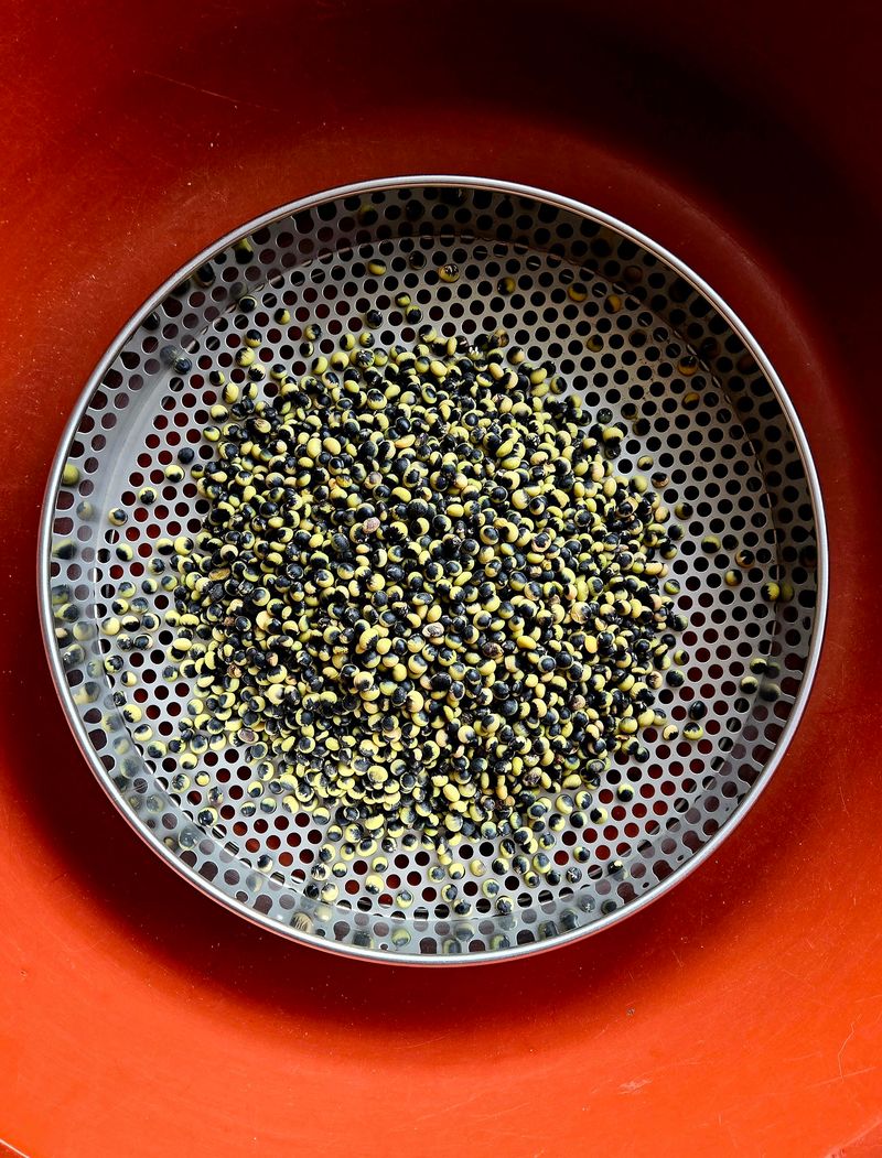 선비 농군님의 장터 판매 상품 [(콩의  황제)    선비콩 1Kg] 첨부 사진