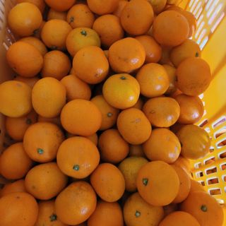 서귀포달코롬감귤농원님의 자유주제 · 자유게시판 작성글 사진