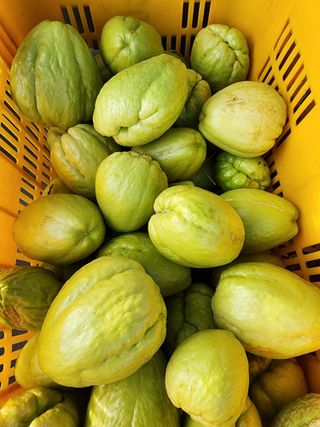 제주부자팜님의 자유주제 · 자유게시판 작성글 사진