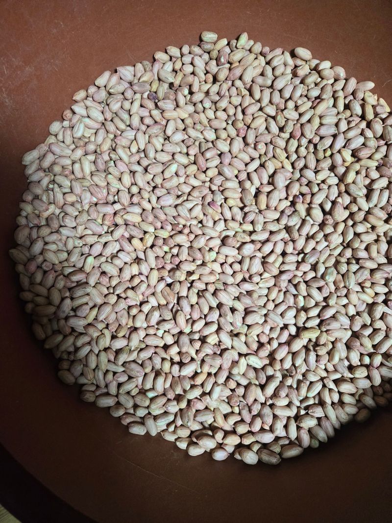 장터 상품 [강화섬 햇 알 땅콩] 썸네일