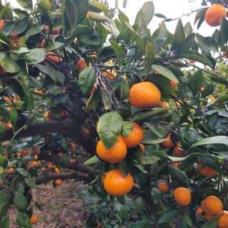 서귀포달코롬감귤농원님의 자유주제 · 자유게시판 작성글 사진