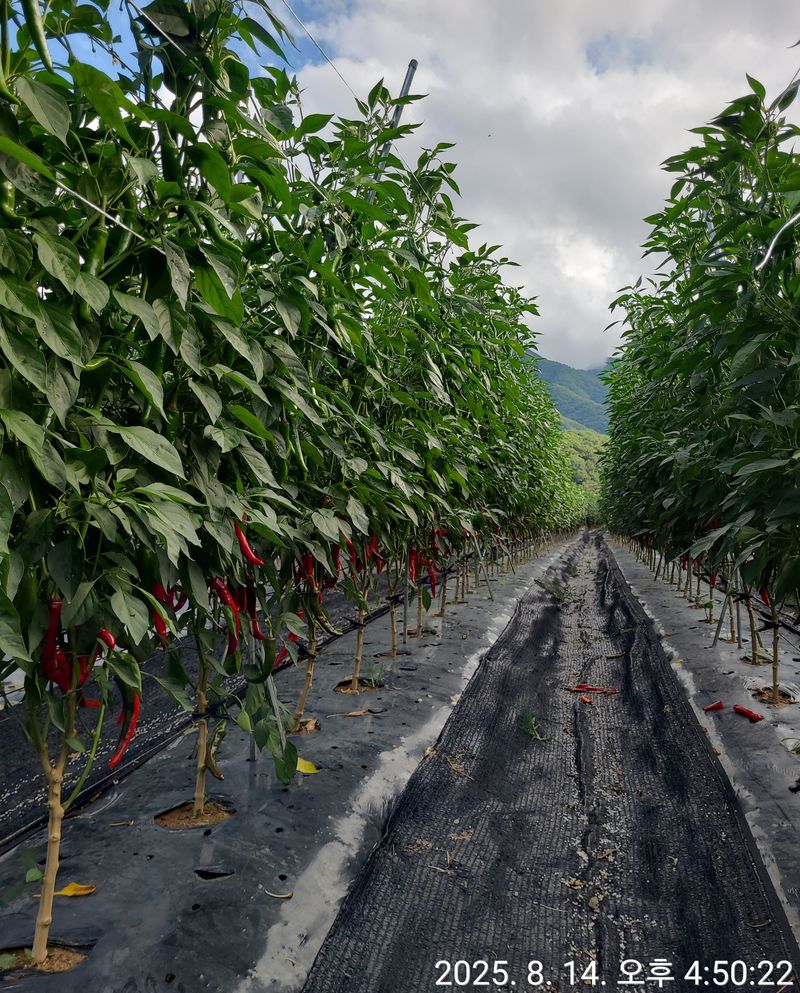 윤인석님의 장터 판매 상품 [25년 고춧가루] 첨부 사진