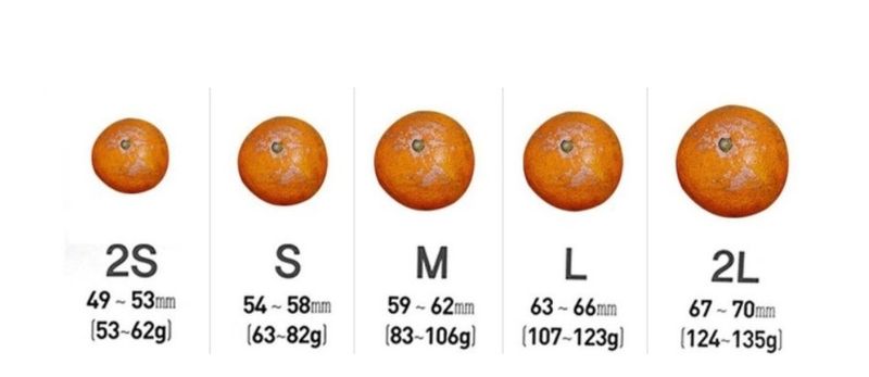 서귀포달코롬감귤농원님의 장터 판매 상품 [조생귤 로얄과 9kg(크기 균일, 선물용)] 첨부 사진