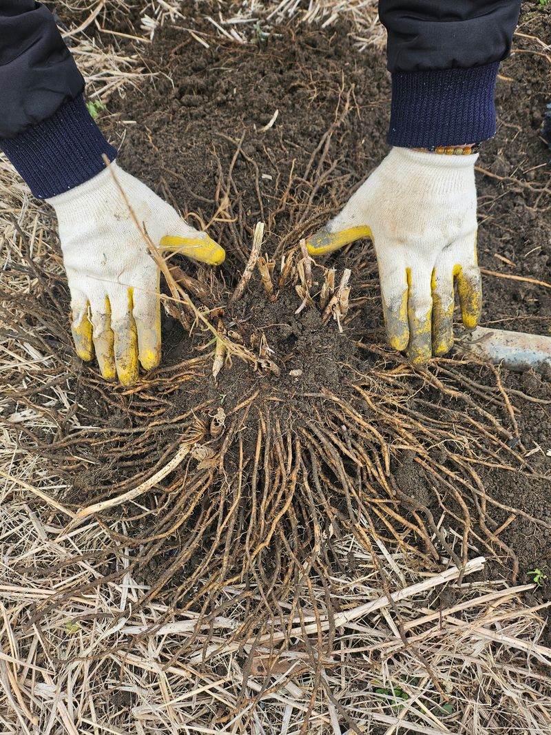 자연스레농부님의 장터 판매 상품 [아스파라거스 뿌리 팜니다 (사진참고)] 첨부 사진