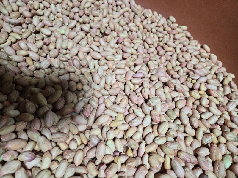 김창화님의 장터 판매 상품 [강화섬 햇 알 땅콩] 첨부 사진