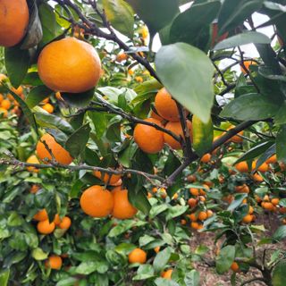 서귀포달코롬감귤농원님의 자유주제 · 자유게시판 작성글 사진