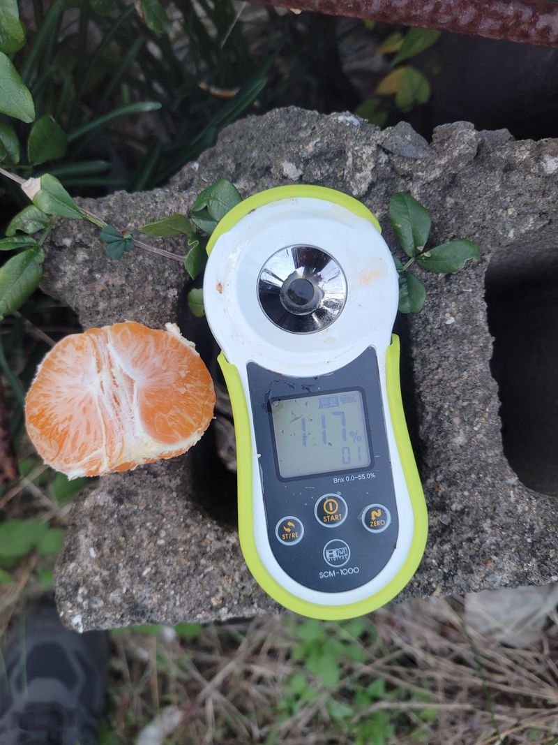 서귀포달코롬감귤농원님의 장터 판매 상품 [조생귤 로얄과 9kg(크기 균일, 선물용)] 첨부 사진