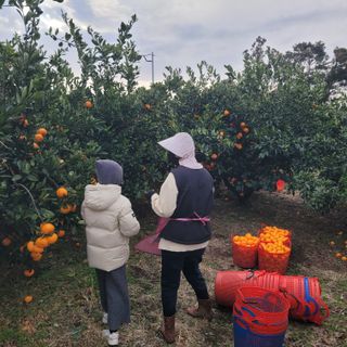 서귀포달코롬감귤농원님의 자유주제 · 자유게시판 작성글 사진