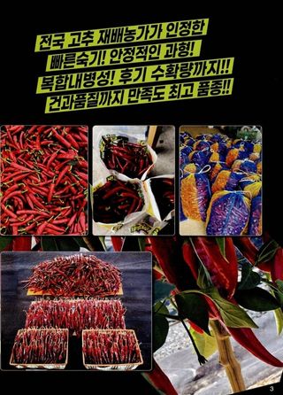 대산농사대장님의 고추 · 품종•종자 작성글 사진