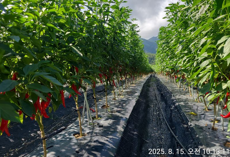 장터 상품 [25년 고춧가루] 썸네일