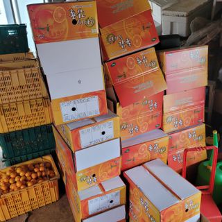 서귀포달코롬감귤농원님의 자유주제 · 자유게시판 작성글 사진