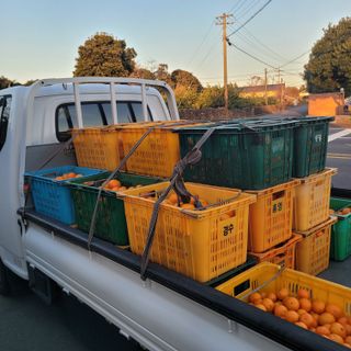 서귀포달코롬감귤농원님의 귤 · 수확 작성글 사진