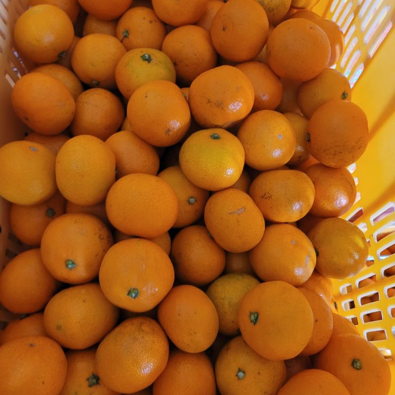 서귀포달코롬감귤농원님의 장터 판매 상품 [조생귤 로얄과 9kg(크기 균일, 선물용)] 첨부 사진