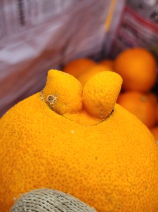 제주부자팜님의 자유주제 · 자유게시판 작성글 사진