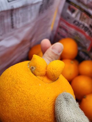 제주부자팜님의 자유주제 · 자유게시판 작성글 사진