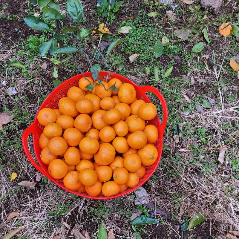 서귀포달코롬감귤농원님의 장터 판매 상품 [조생귤 로얄과 9kg(크기 균일, 선물용)] 첨부 사진