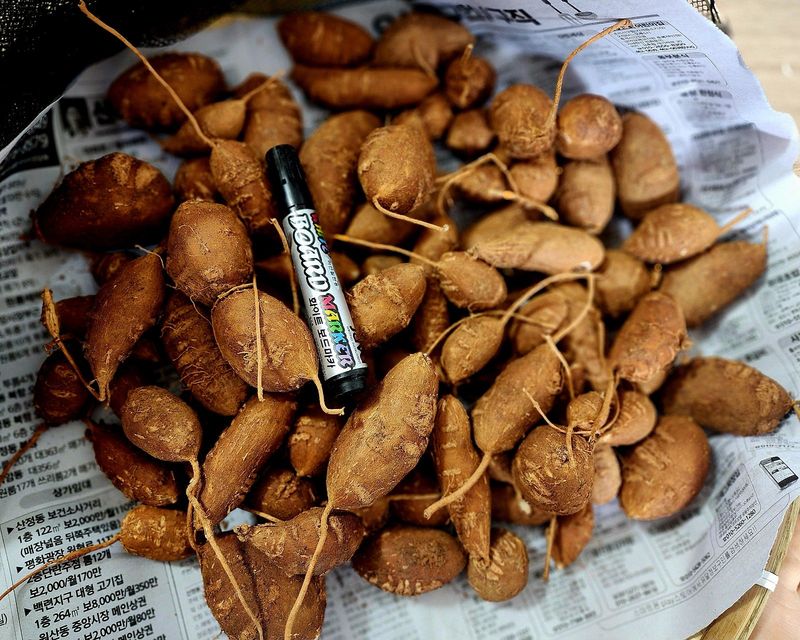 매실31872님의 장터 판매 상품 [인디언감자] 첨부 사진