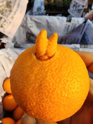 제주부자팜님의 자유주제 · 자유게시판 작성글 사진