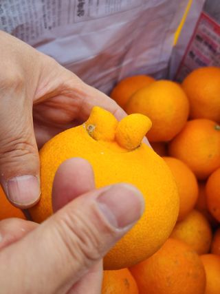 제주부자팜님의 자유주제 · 자유게시판 작성글 사진