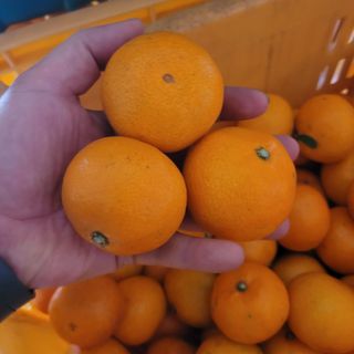 서귀포달코롬감귤농원님의 자유주제 · 자유게시판 작성글 사진