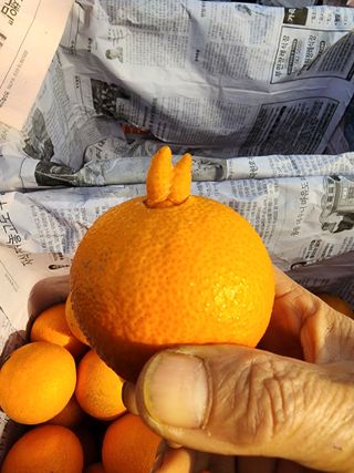 제주부자팜님의 자유주제 · 자유게시판 작성글 사진