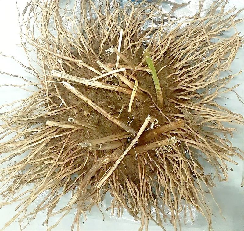 장터 상품 [아스파라종근] 썸네일